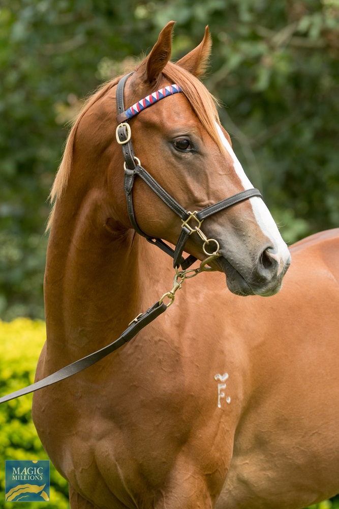 2021 Gold Coast Yearling Sale Lot 1184 Ribchester IRE Bubblenot 